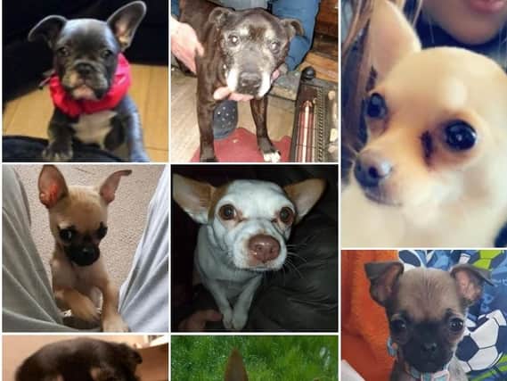 Lancashire's lost and found dogs for March 2019.