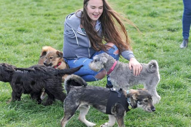 Blackpool branch of Noah's Ark Romanian Rescue which rehomes stray dogs. Jessica Elliott meets some of the dogs.