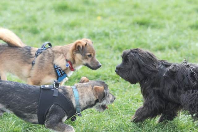Blackpool branch of Noah's Ark Romanian Rescue which rehomes stray dogs