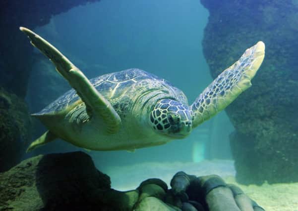 SEA LIFE Blackpool