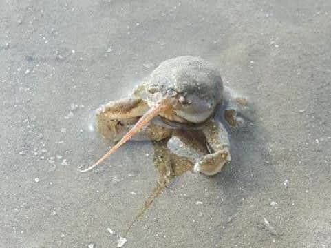 The Masked Crab with its bizarre nose.