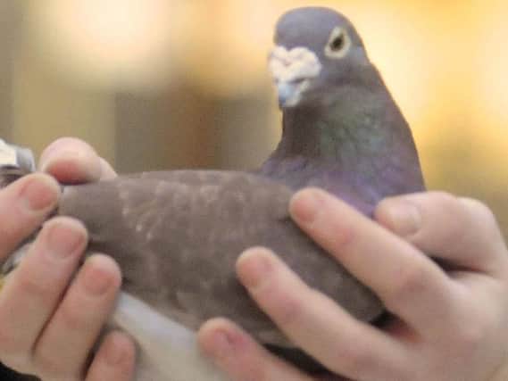 A bird in the hand was worth the trouble after the pigeon was rescued in Bispham