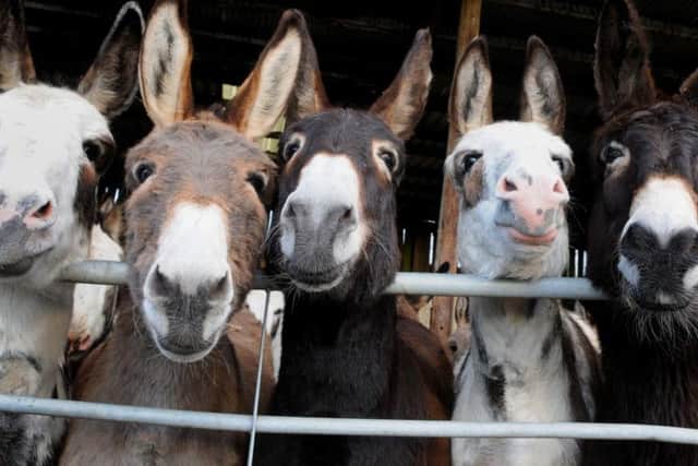 Blackpool donkeys