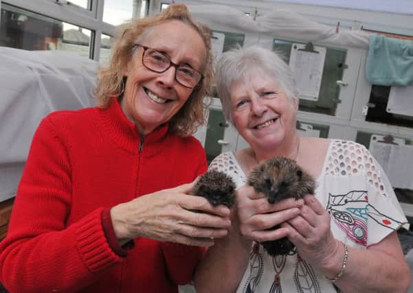 ean Turner and Viv Critchley from Blackpool Hedgehog Rescue