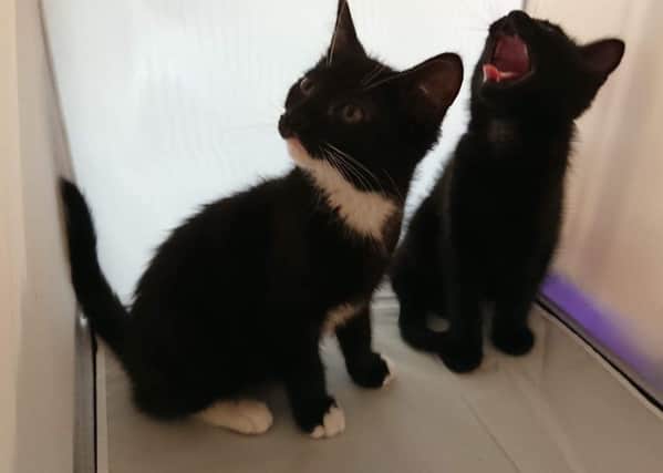 The kittens, a male and a female, are now in need of a new home