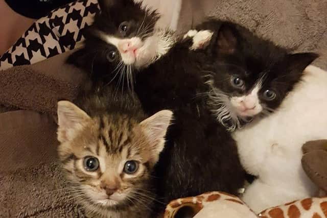These kittens were also found dumped behind a Blackpool care home