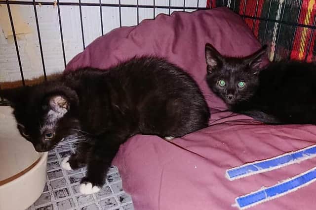 The kittens, a male and a female, are now in need of a new home