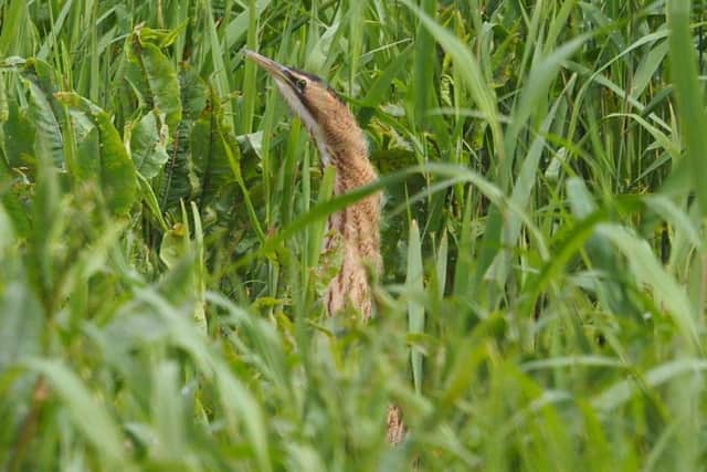 A young bittern at Leighton Moss, Silverdale