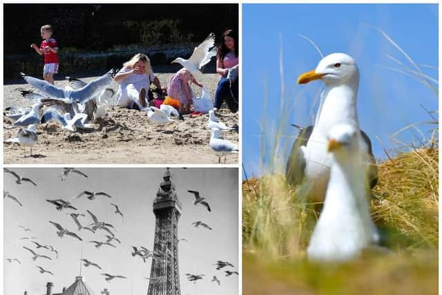Seagulls - are they the menaces of the sky or one of Blackpools most famous sights?