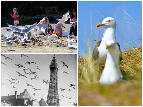 Seagulls - are they the menaces of the sky or one of Blackpools most famous sights?