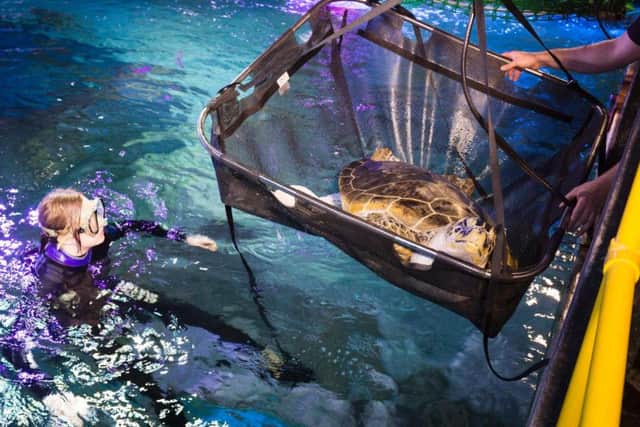 Phoenix the turtle arrives at Sea Life. Picture by Chris Bull