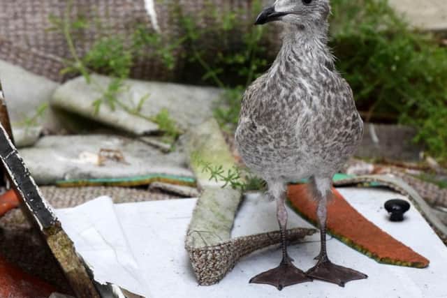 The young seagull is stuck in the yard of an empty house