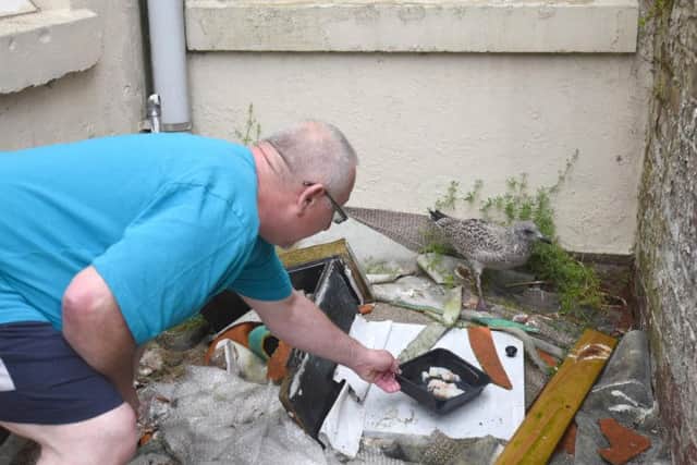 The couple have been feeding the gull four times a day and giving it water
