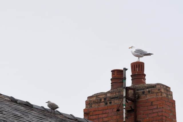 The gull's sibling and mother remain on the roof of the house