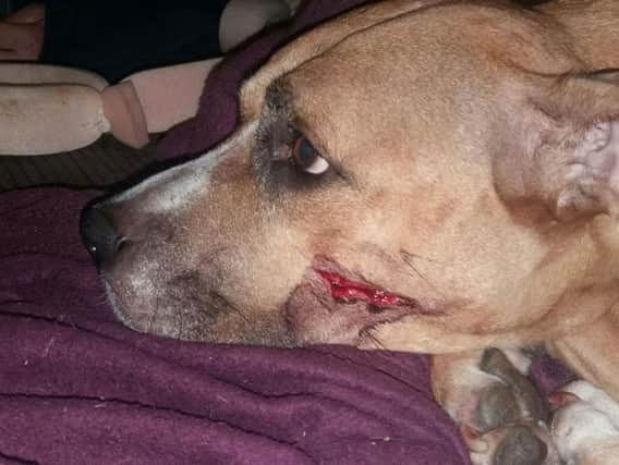 Handout photo issued by Greater Manchester Police of Zena who was injured with a machete whilst trying to defend her five-week-old puppies during a burglary at a flat in Fernclough Road, Harpurhey, Greater Manchester (Picture: Greater Manchester Police/PA Wire)