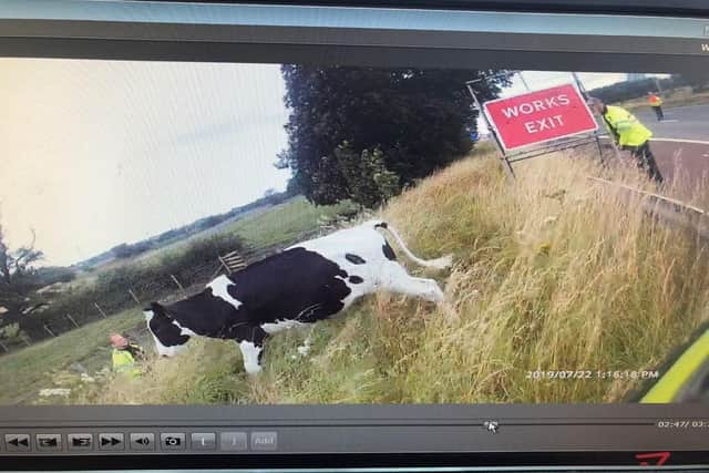 Police corralled the animal back into their field.