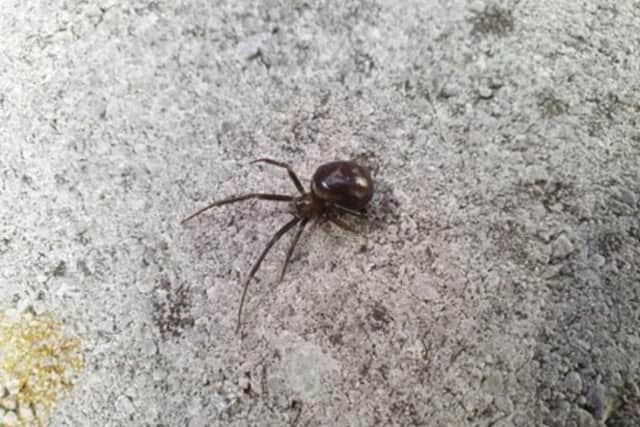 False Widows have been accused of causing serious injuries to humans.