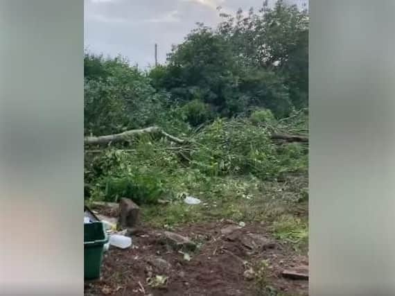 Still from Facebook video of the tree felling.