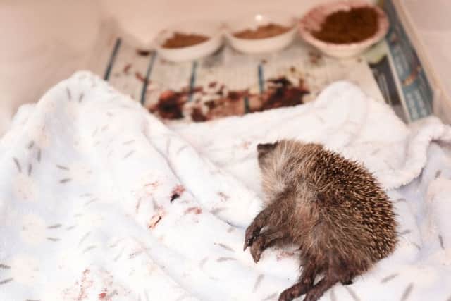 Jean Turner is finding several hedgehogs from Thornton who are eating rat poison and dying