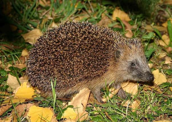 At least two hedgehogs are believed to have died from poison