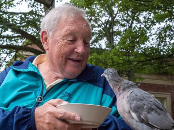 David Kerry meets up with the wood pigeon  he hand-reared at home (pictured inset) before releasing him in Stanley Park 						            
Main picture: Elizabeth Gomm