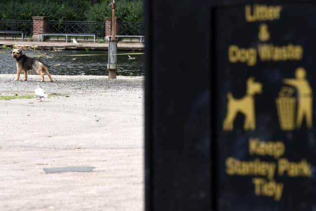 A dog enjoys being walked in Blackpools Stanley Park