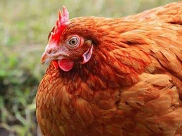 Shelly says re-homing a hen can drastically improve its quality of life.