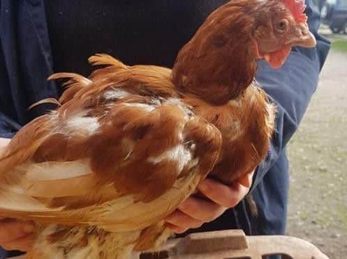 Hens on large farms can suffer from feather loss.