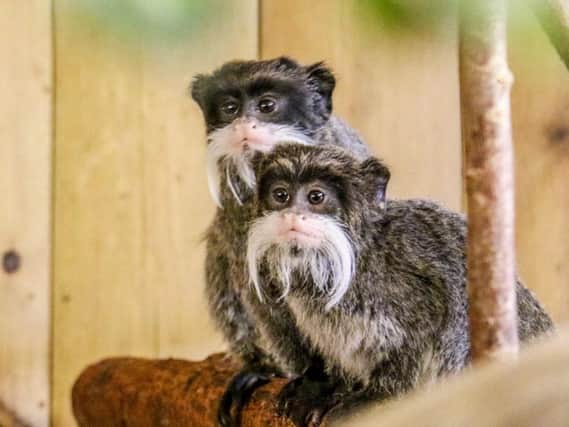 The new-born Emperor Tamarin twins which have been named after Aljaz and Janette