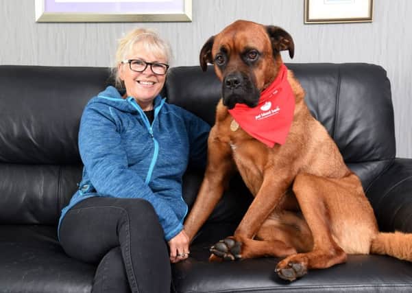 Dog Scooby donates blood with the Pet Blood Bank.  He is pictured with owner Anne Pratt.