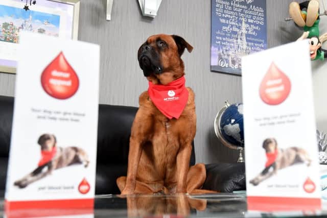 Dog Scooby donates blood with the Pet Blood Bank