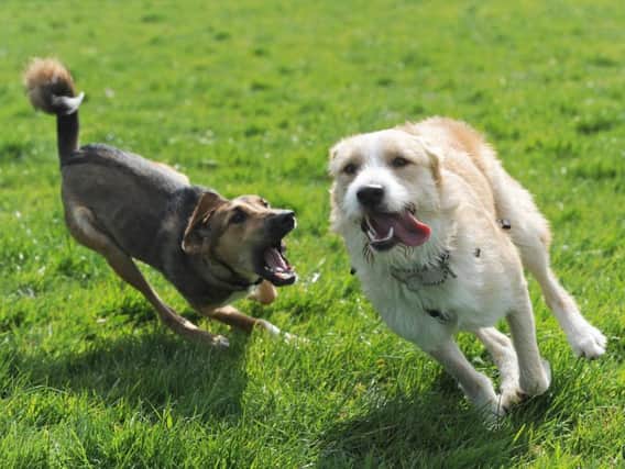 New centre would cater for dogs and their owners
