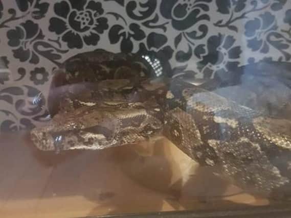 The owner of a 6ft boa constrictor which appears to have escaped from a home in Fleetwood has warned members of the public to be careful as it is not friendly.