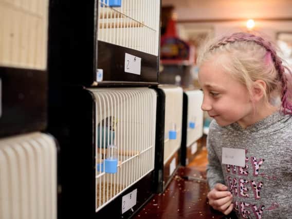 Cherice Craig, aged eight, looking at the prize winning budgies