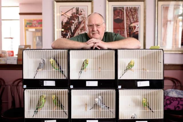 Michael Burns with Budgies for Sale.