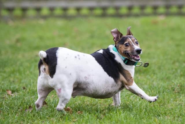 (Stock photo) The victim's Jack Russell was stolen along with cash and medicine.