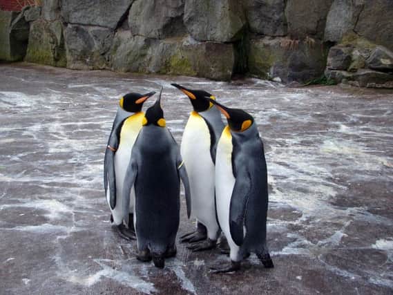 Emperor Penguins at Edinburgh Zoo.