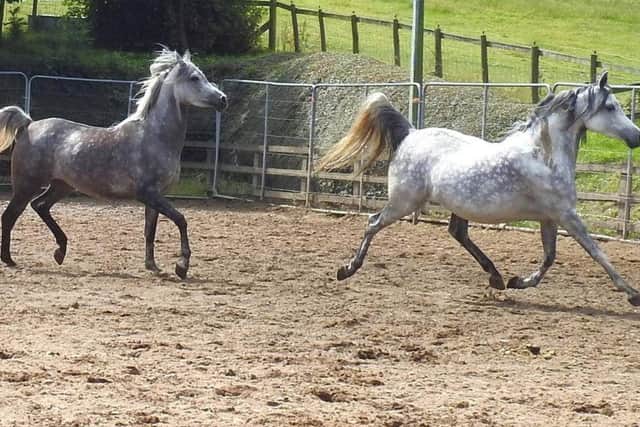 What a difference a year makes. The transformation in the rescued horses has been remarkable.