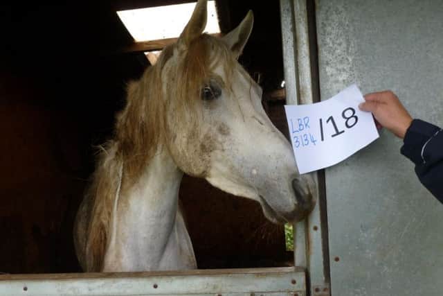 Kamara was one of the horses found in a bad way after being badly negelcted