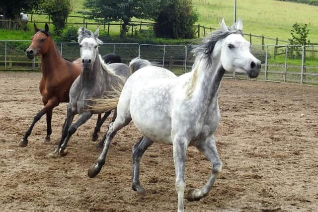 The RSPCA is now looking to rehome some of the horses they managed to save