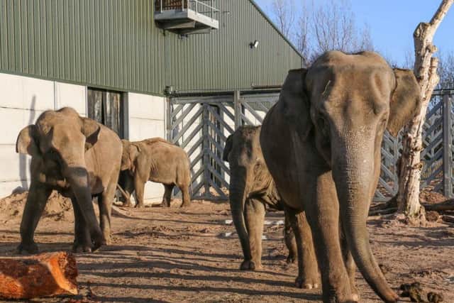 Here come the girls - the female elephants at Blackpool Zoo