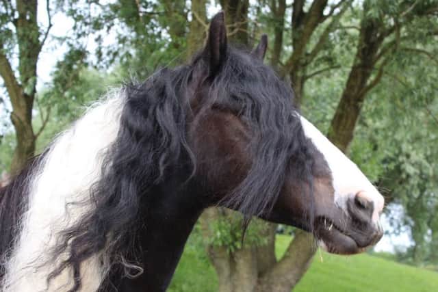 Frodo the rescue horse. Picture by World Horse Welfare Penny Farm