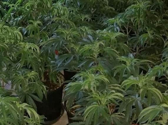 Three men arrested after night-time raid on cannabis farm in Fleetwood