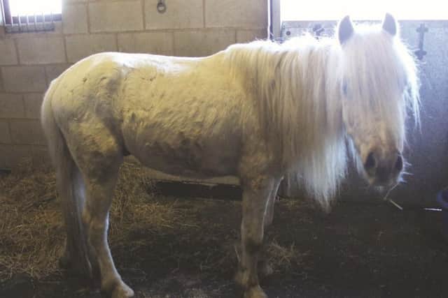 Graham was kept in run-down stables. Picture by World Horse Welfare