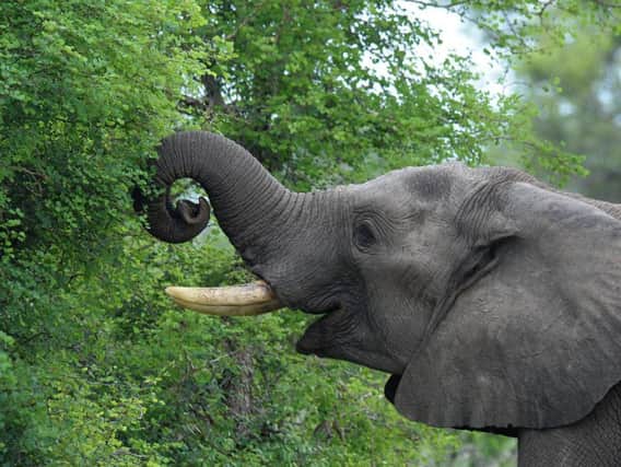 An African elephant eats in the Kruger Game Park (ALEXANDER JOE/AFP via Getty Images)