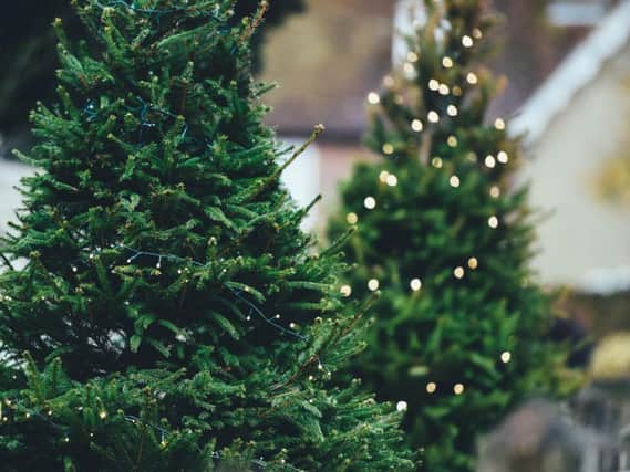 Real Christmas trees will be collected again this year by Trinity hospice, who are now in need of volunteers. (Photo: Unsplash)