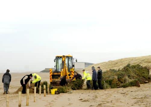 Volunteers help to plant Christmas trees to help the sand dunes near St Annes.