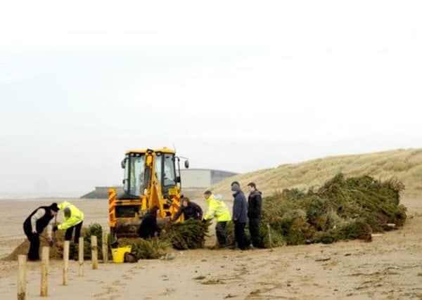 Workers using Christmas trees to help bolster the dunes.
