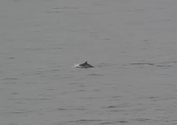 A bottlenose dolphin seen swimming off the Fylde coast, from North Shore, snapped by Blackpool hotelier Dougie Smith.