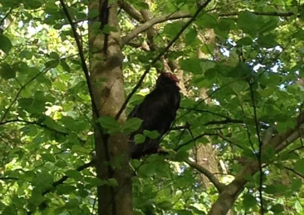 A Turkey Vulture found in Witchwood, Lytham. The bird is normally found in North and South America